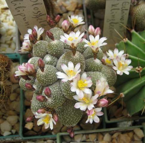 Blossfeldia liliputana