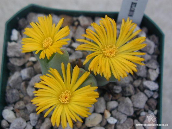 Conophytum bilobum Conophytum bilobum