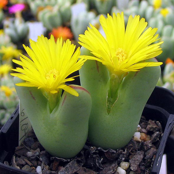 Conophytum bilobum Conophytum bilobum