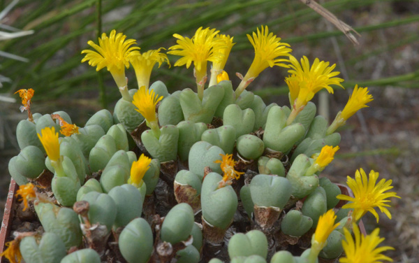Conophytum bilobum subsp. altum Conophytum bilobum subsp. altum