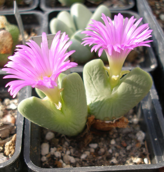 Conophytum bilobum var. muscosipapillatum Conophytum bilobum var. muscosipapillatum