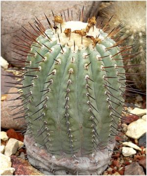 ЧТО В ИМЕНИ ТЕБЕ МОЕМ?..» Род Копьапоа (Copiapoa Br. & R.)