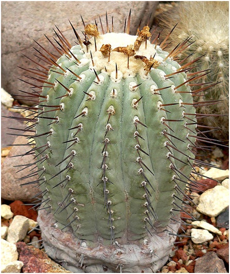 ЧТО В ИМЕНИ ТЕБЕ МОЕМ?..» Род Копьапоа (Copiapoa Br. & R.) 1 Copiapoa cinerea