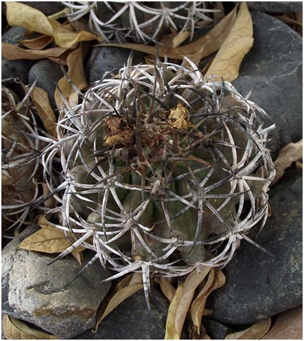 ЧТО В ИМЕНИ ТЕБЕ МОЕМ?..» Род Копьапоа (Copiapoa Br. & R.) 2 Copiapoa echinoides