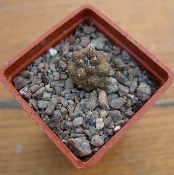 ЧТО В ИМЕНИ ТЕБЕ МОЕМ?..» Род Копьапоа (Copiapoa Br. & R.) 3 Copiapoa hypogea cv. Skin Lizard