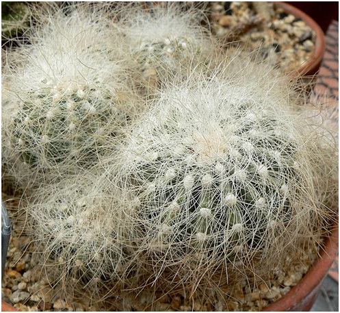 ЧТО В ИМЕНИ ТЕБЕ МОЕМ?..» Род Копьапоа (Copiapoa Br. & R.) 4 Copiapoa krainziana