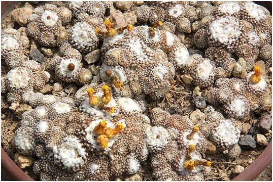ЧТО В ИМЕНИ ТЕБЕ МОЕМ?..» Род Копьапоа (Copiapoa Br. & R.) 5 Copiapoa laui