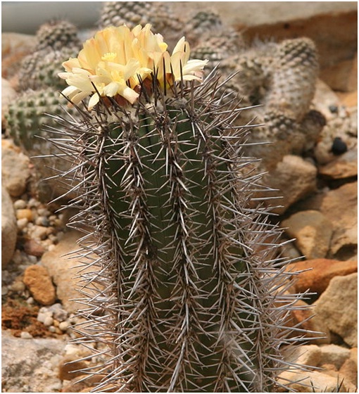 ЧТО В ИМЕНИ ТЕБЕ МОЕМ?..» Род Копьапоа (Copiapoa Br. & R.) 6 Copiapoa marginata
