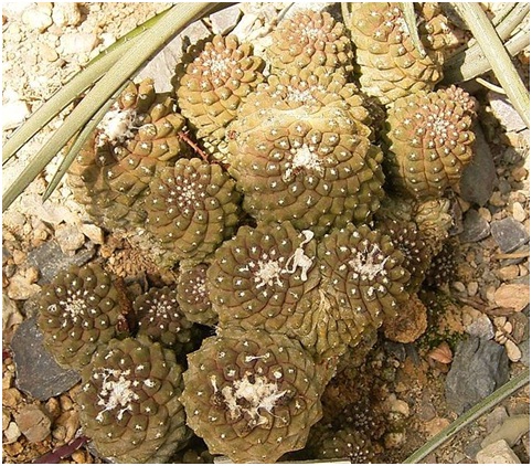 ЧТО В ИМЕНИ ТЕБЕ МОЕМ?..» Род Копьапоа (Copiapoa Br. & R.) 7 Copiapoa mollicula