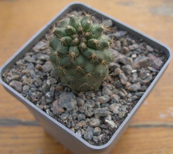 ЧТО В ИМЕНИ ТЕБЕ МОЕМ?..» Род Копьапоа (Copiapoa Br. & R.) 8 Copiapoa rarissima