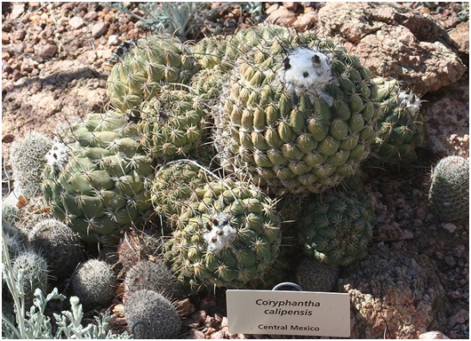 Coryphantha_calipensis
