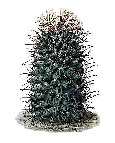 Coryphantha clavata