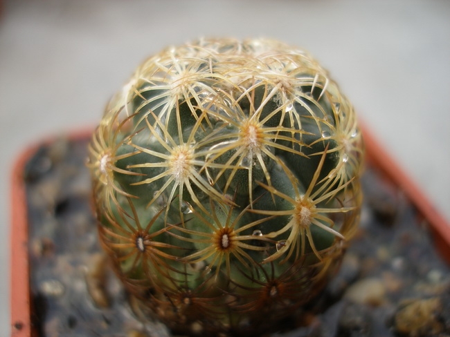 Coryphantha echinoidea