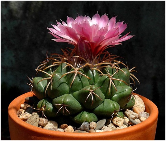Coryphantha elephantidens