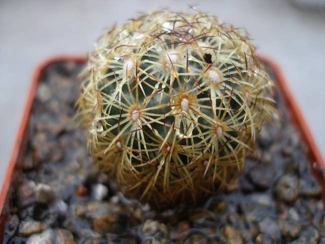Coryphantha pectinata
