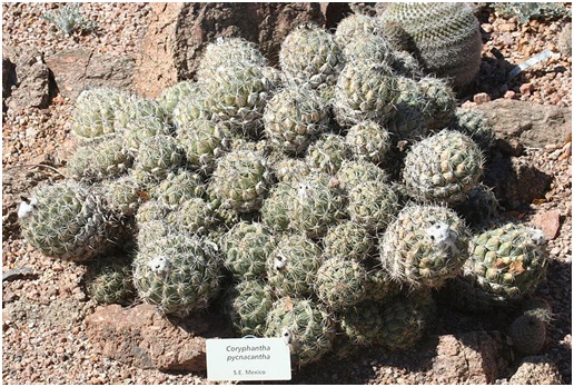 Coryphantha pycnacantha