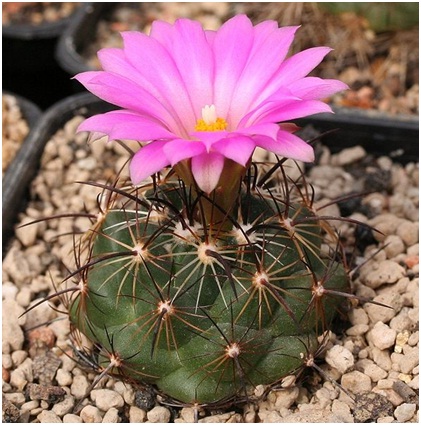 Coryphantha ramillosa