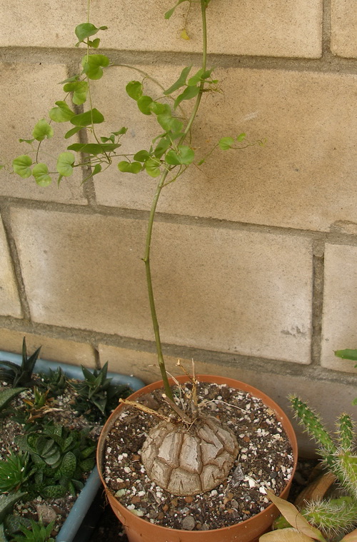 КАУДЕКСНЫЕ ФОРМЫ СУККУЛЕНТОВ 3 Dioscorea elephantipes
