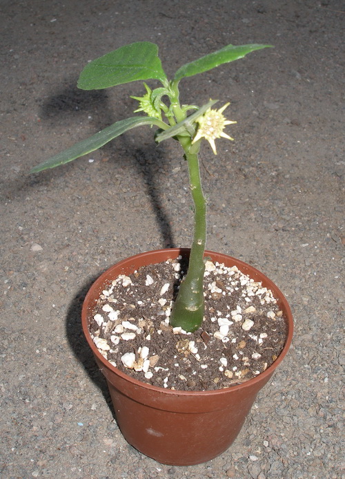 КАУДЕКСНЫЕ ФОРМЫ СУККУЛЕНТОВ 4 Dorstenia hildebrandtii