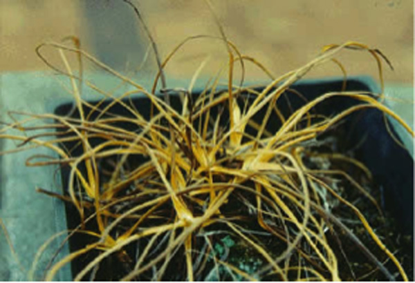 XEROPHYTA (КСЕРОФИТА) 2 XEROPHYTA (КСЕРОФИТА) | 2