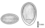 ECBALLIUM (БЕШЕНЫЙ ОГУРЕЦ) 3 ECBALLIUM (БЕШЕНЫЙ ОГУРЕЦ) | 3