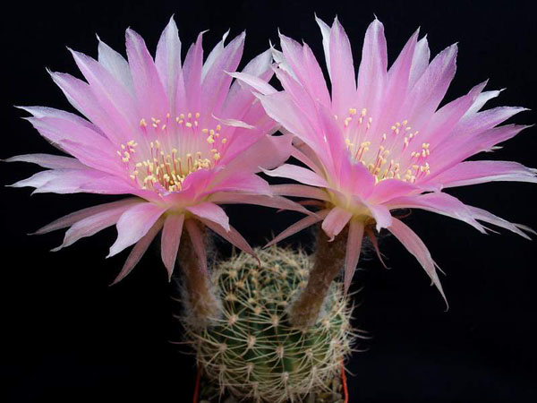 Echinopsis ancistrophora Echinopsis ancistrophora