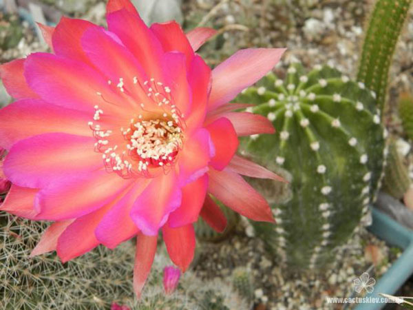 Echinopsis hybr. Echinopsis hybr.