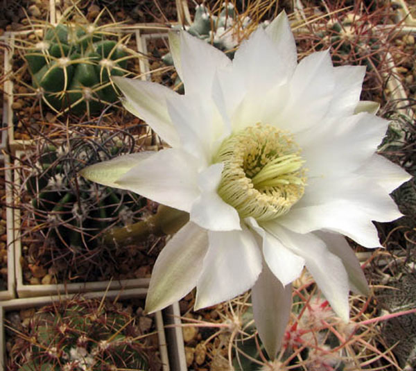 Echinopsis leucantha Echinopsis leucantha