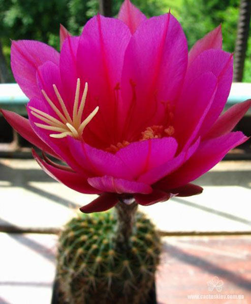 Echinopsis mammillosa var. kermesina Echinopsis mammillosa var. kermesina