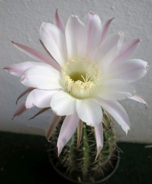Echinopsis oxygona Echinopsis oxygona