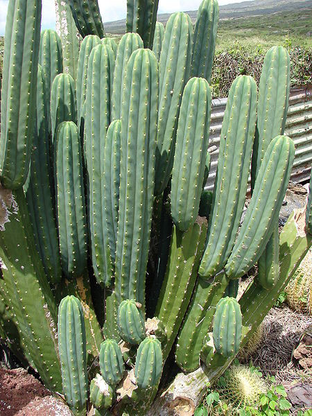 Echinopsis pachanoi Echinopsis pachanoi