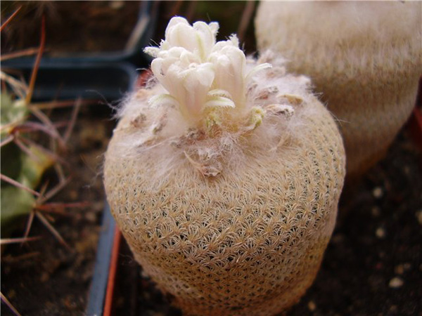 ОБЗОР РОДА EPITHELANTHA 2 ОБЗОР РОДА EPITHELANTHA | 2