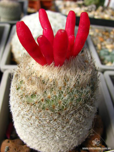 ОБЗОР РОДА EPITHELANTHA 5 ОБЗОР РОДА EPITHELANTHA | 5