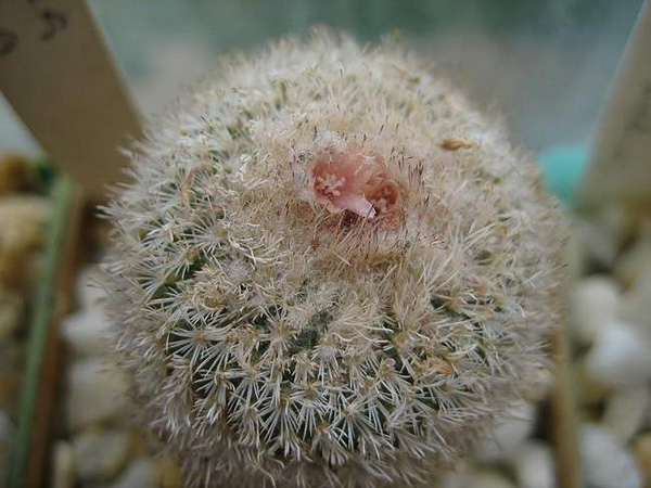 ОБЗОР РОДА EPITHELANTHA 4 ОБЗОР РОДА EPITHELANTHA | 4