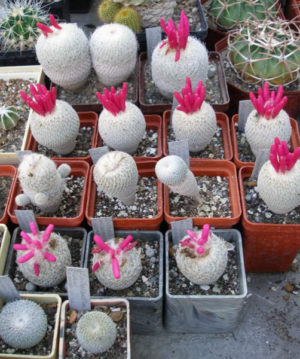 ОБЗОР РОДА EPITHELANTHA