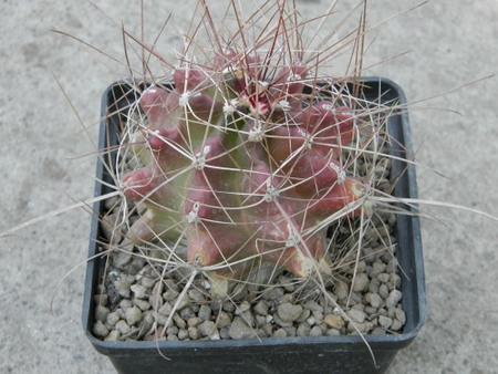 Ferocactus (Hamatocactus) hamatocanthus