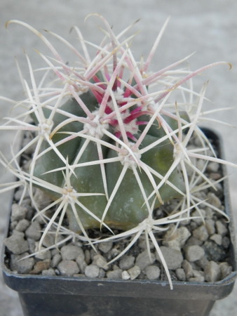 Ferocactus acanthodes