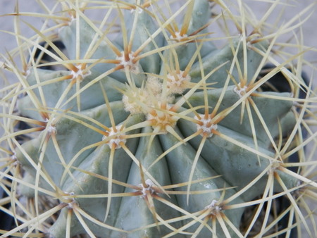 Ferocactus glaucescens