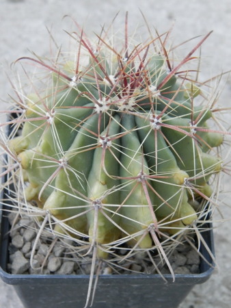 Ferocactus wislizenii