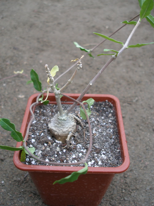 КАУДЕКСНЫЕ ФОРМЫ СУККУЛЕНТОВ 7 Fokea edulis