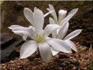 GETHYLLIS (ГЕТИЛЛИС) 4 GETHYLLIS (ГЕТИЛЛИС) | 4