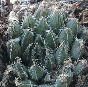 НЕКОТОРЫЕ НОВЫЕ ВИДЫ РОДА HAWORTHIA