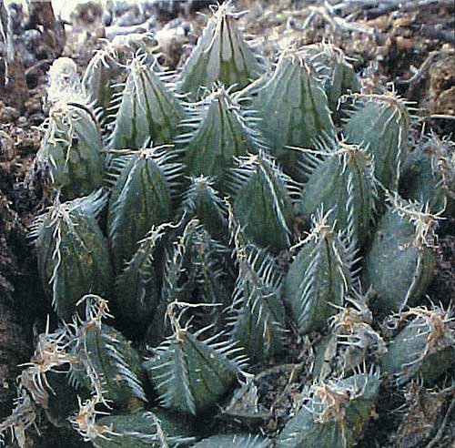 НЕКОТОРЫЕ НОВЫЕ ВИДЫ РОДА HAWORTHIA 1 НЕКОТОРЫЕ НОВЫЕ ВИДЫ РОДА HAWORTHIA | 1
