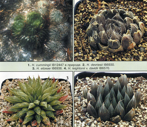НЕКОТОРЫЕ НОВЫЕ ВИДЫ РОДА HAWORTHIA 2 НЕКОТОРЫЕ НОВЫЕ ВИДЫ РОДА HAWORTHIA | 2