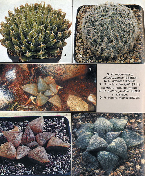 НЕКОТОРЫЕ НОВЫЕ ВИДЫ РОДА HAWORTHIA 3 НЕКОТОРЫЕ НОВЫЕ ВИДЫ РОДА HAWORTHIA | 3