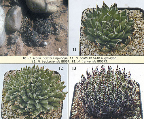 НЕКОТОРЫЕ НОВЫЕ ВИДЫ РОДА HAWORTHIA 4 НЕКОТОРЫЕ НОВЫЕ ВИДЫ РОДА HAWORTHIA | 4