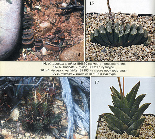 НЕКОТОРЫЕ НОВЫЕ ВИДЫ РОДА HAWORTHIA 5 НЕКОТОРЫЕ НОВЫЕ ВИДЫ РОДА HAWORTHIA | 5