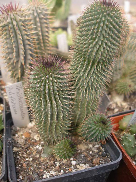 СУККУЛЕНТЫ ИЗ РОДА ХУДИЯ 1 Hoodia pilifera (Trichocaulon piliferum)