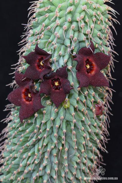 СУККУЛЕНТЫ ИЗ РОДА ХУДИЯ 6 Hoodia pilifera (Trichocaulon piliferum)