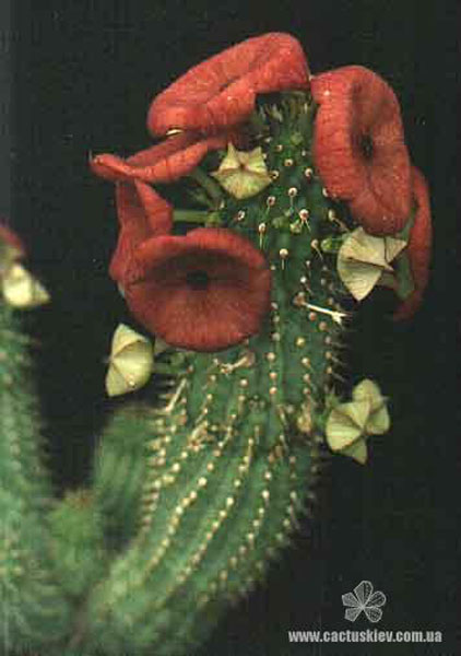 СУККУЛЕНТЫ ИЗ РОДА ХУДИЯ 7 Hoodia dregei